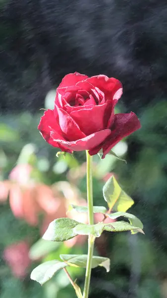 Damlalı pembe gül. Güzel kırmızı bir çiçeğin yavaş hareket edişinin detaylı görüntüsü. Yaprakların üzerine bir damla su. Doğa arka planında izole edilmiş güzel kırmızı bir gül üzerine su püskürtmek. Yaprakların üzerine bir damla su..