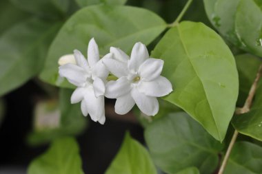 Beyaz çiçeklere yakın çekim. Ağaçtaki güzel beyaz çiçekler. Beyaz çiçekli makro fotoğraf