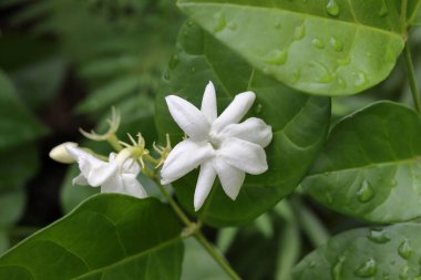 Beyaz çiçeklere yakın çekim. Ağaçtaki güzel beyaz çiçekler. Beyaz çiçekli makro fotoğraf