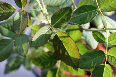 En güzel gül yaprakları. Yeşil arka planda gül yapraklarının yakın çekimi. Ağaçtaki yapraklar