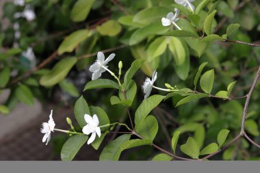 Beyaz çiçeklere yakın çekim. Doğada şaşırtıcı beyaz çiçekler 