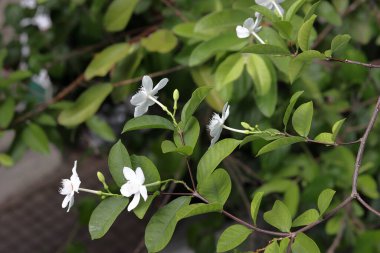 Beyaz çiçeklere yakın çekim. Doğada şaşırtıcı beyaz çiçekler 