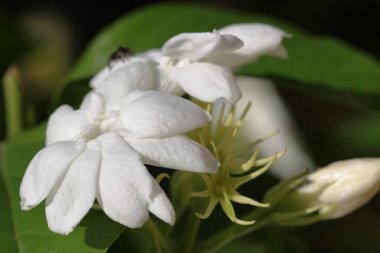 Beyaz çiçeklere yakın çekim. Doğada şaşırtıcı beyaz çiçekler 