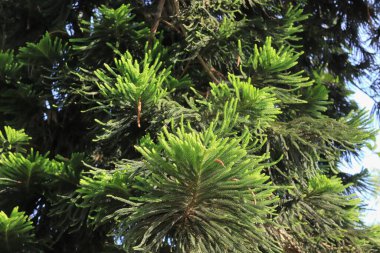 Yeşil parktaki büyük ağaç resmi