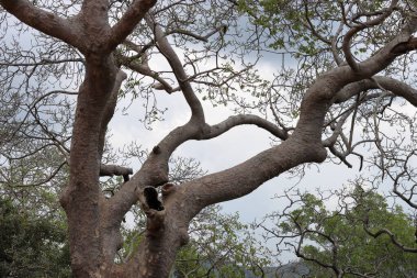Büyük Ağaç. Ormandaki yaşlı ağaç. Göl, orman ve mavi gökyüzü olan bir dağ manzarası. Yeşil parktaki büyük ağaç resmi