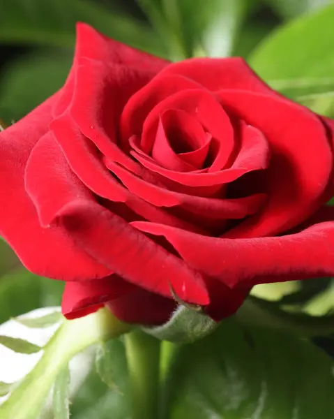 Rose yakın çekim. Kırmızı gül makrosu. Ağaçta tek kırmızı gül. Ağaçta açan güzel kırmızı bir gül tomurcuğu
