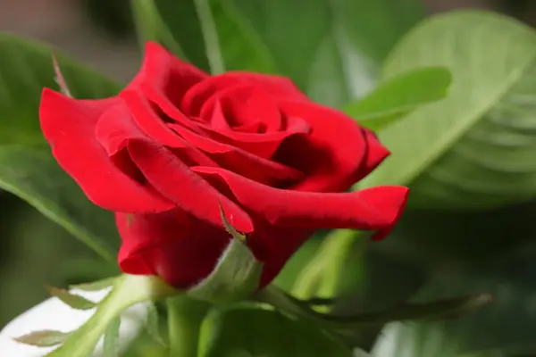 Rose Nahaufnahme Rote Rose Makro Eine Einzige Rote Rose Auf Stockbild