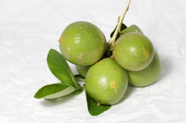 Yeşil kireç beyaz arka planda izole edildi. Ağaçtaki yeşil limon beyaz arka planda izole edilmiş, mükemmel bir C vitamini kaynağı ağaçtaki yeşil limonu bulanıklaştırmış. seçici odaklanma Limon yaprağı