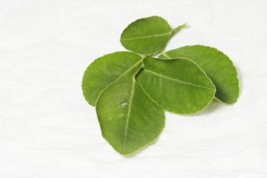 Beyaz üzerinde taze nane yaprakları