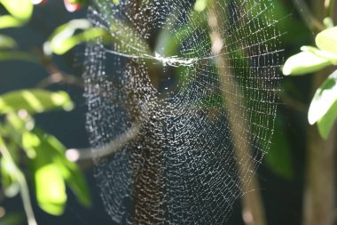 Örümcek ağı. Sabahları Dew Drops ile web 'deki örümcek. Bulanık doğal yeşil arka planda örümcek ağı. Üzerinde çiy damlaları olan örümcek ağına yakın çekim. Yeşil arkaplan ile örümcek ağının yakın plan fotoğrafı. 