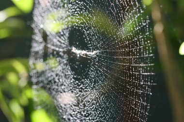 Örümcek ağı. Sabahları Dew Drops ile web 'deki örümcek. Bulanık doğal yeşil arka planda örümcek ağı. Üzerinde çiy damlaları olan örümcek ağına yakın çekim. Yeşil arkaplan ile örümcek ağının yakın plan fotoğrafı. 