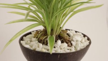 Kapalı alan bitkisi 4K dönüş videosu. Ofis içi bitkiler beyaz zemin üzerinde dönen 360 video kapatın