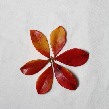 Kırmızı yaprak dokusu. Kırmızı yaprak desenleri. Beyaz arkaplanda izole edilmiş renkli kırmızı yapraklar