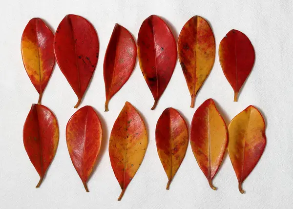 Red leaf texture. Red leaf patterns. Colorful natural red leaves isolated on white background