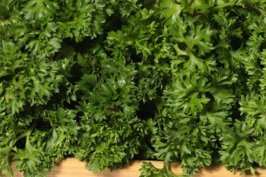 Maydanoz deseni. Yeşil Maydanoz yaprağı arka planı. Maydanoz yapraklarına yakın çekim. 