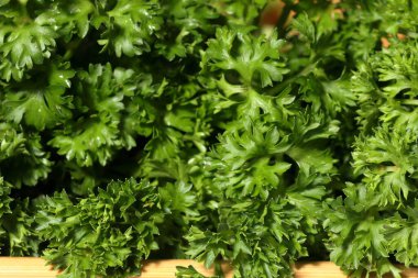 Maydanoz deseni. Yeşil Maydanoz yaprağı arka planı. Maydanoz yapraklarına yakın çekim. 