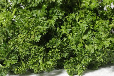 Maydanoz. Maydanoz yaprağı. Beyaz arka planda maydanoz. Üst görünüm.