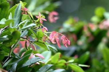 Pembe yaprakları kapatın. Ağaçta pembe ve yeşil yapraklar var. Rahatlatıcı Yağmurlu Gün 