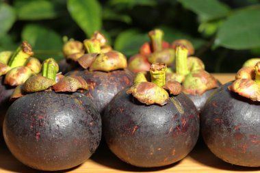 Ahşap arka planda olgun bir mangosteen. Masaya düzgün yerleştirilmiş bir mangosteen. Mor mangosteen. Meyve koyu mor veya kırmızıdır.