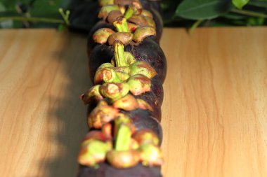 Ahşap arka planda olgun bir mangosteen. Masaya düzgün yerleştirilmiş bir mangosteen. Mor mangosteen. Meyve koyu mor veya kırmızıdır.