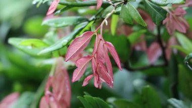 Yağmurlu bir günde pembe yaprakları kapatıyoruz.