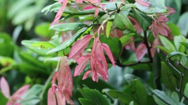 Yağmurlu bir günde pembe yaprakları kapatıyoruz.