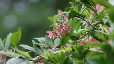 Ağaçta pembe ve yeşil yapraklar var. Pembe yaprakları kapat