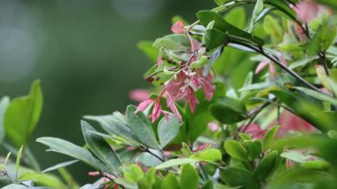 Ağaçta pembe ve yeşil yapraklar var. Pembe yaprakları kapat