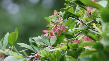 Ağaçta pembe ve yeşil yapraklar var. Pembe yaprakları kapat