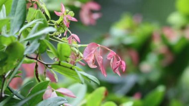 Ağaçta pembe ve yeşil yapraklar var. Pembe yaprakları kapat