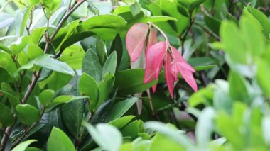 Ağaçta pembe ve yeşil yapraklar var. Pembe yaprakları kapat