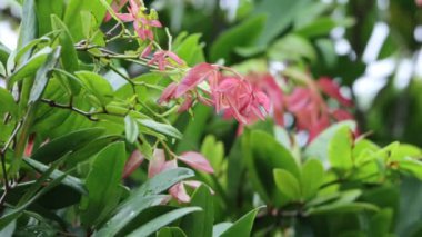 Ağaçta pembe ve yeşil yapraklar var. Pembe yaprakları kapat