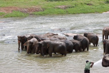 Filler doğal nehir banyosunu severler. Filler banyo yapıyor.