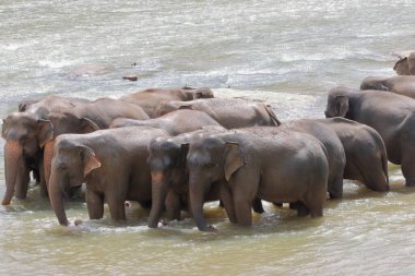 Filler doğal nehir banyosunu severler. Filler banyo yapıyor.