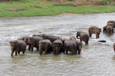 Filler doğal nehir banyosunu severler. Filler banyo yapıyor.