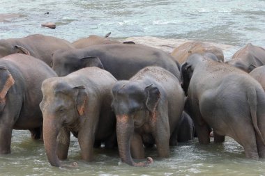 Filler doğal nehir banyosunu severler. Filler banyo yapıyor.