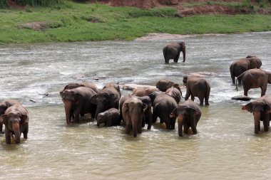 Filler doğal nehir banyosunu severler. Filler banyo yapıyor.