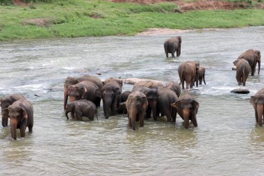 Filler doğal nehir banyosunu severler. Filler banyo yapıyor.