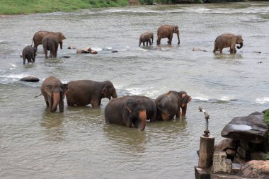Filler doğal nehir banyosunu severler. Filler banyo yapıyor.