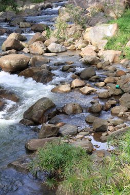 derin ormana kayaların arasındaki akışı. güzel yaz sahne.