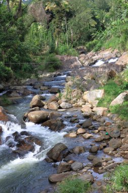 stream among the rocks in the deep forest. beautiful summer scenery. clipart