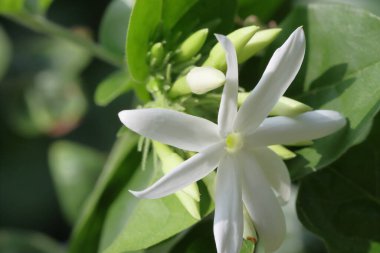 Yasemin çiçekleri ağaçta