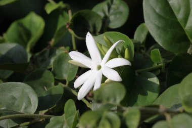 Yasemin çiçekleri ağaçta