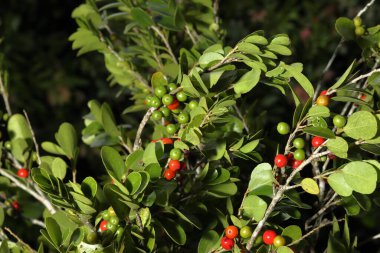 Tropik bir ormanda sağlıklı kırmızı meyve. Olgun kırmızı meyveler yemyeşil yapraklarda yetişiyor. Makro bir fotoğrafta canlı renkler ve doğal güzellikler sergiliyor..