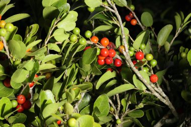 Tropik bir ormanda sağlıklı kırmızı meyve. Olgun kırmızı meyveler yemyeşil yapraklarda yetişiyor. Makro bir fotoğrafta canlı renkler ve doğal güzellikler sergiliyor..
