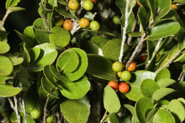 Tropik bir ormanda sağlıklı kırmızı meyve. Olgun kırmızı meyveler yemyeşil yapraklarda yetişiyor. Makro bir fotoğrafta canlı renkler ve doğal güzellikler sergiliyor..