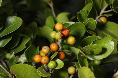 Tropik bir ormanda sağlıklı kırmızı meyve. Olgun kırmızı meyveler yemyeşil yapraklarda yetişiyor. Makro bir fotoğrafta canlı renkler ve doğal güzellikler sergiliyor..