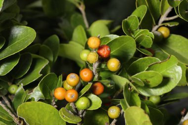 Tropik bir ormanda sağlıklı kırmızı meyve. Olgun kırmızı meyveler yemyeşil yapraklarda yetişiyor. Makro bir fotoğrafta canlı renkler ve doğal güzellikler sergiliyor..