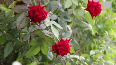 Gül bahçesinde açan parlak kırmızı güller