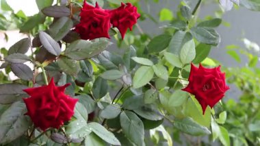Gül bahçesinde açan parlak kırmızı güller
